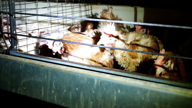 CF Farms - Caged Egg Facility Swan Valley WA