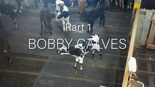 Cedar Meats Part 1 - Bobby calves