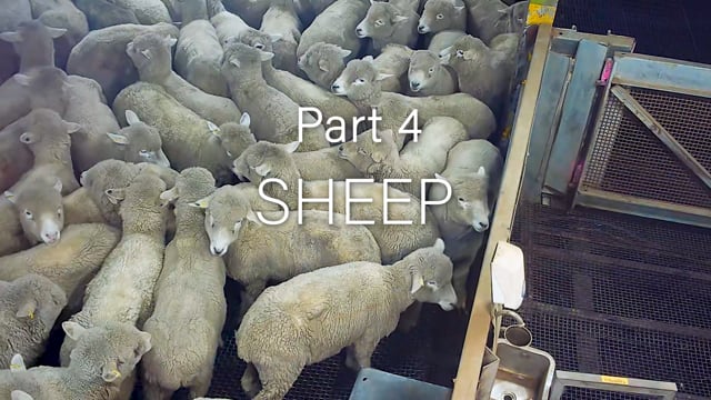 Cedar Meats Part 4 - Sheep