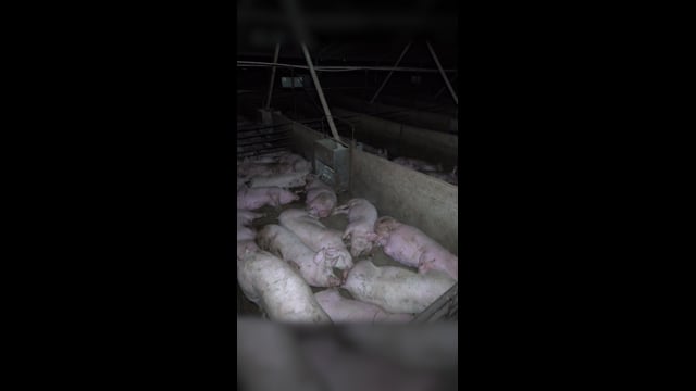 Griffiths Farms Piggery 2025 (Instagram)