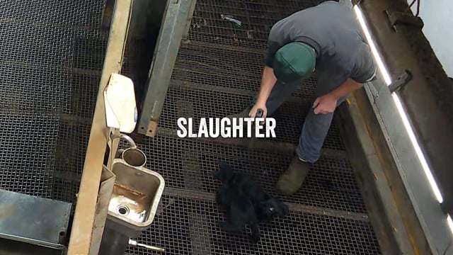 Slaughter Is Never Humane - Cedar Meats