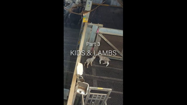 Cedar Main Part 3 - Baby goats and lambs (instagram)