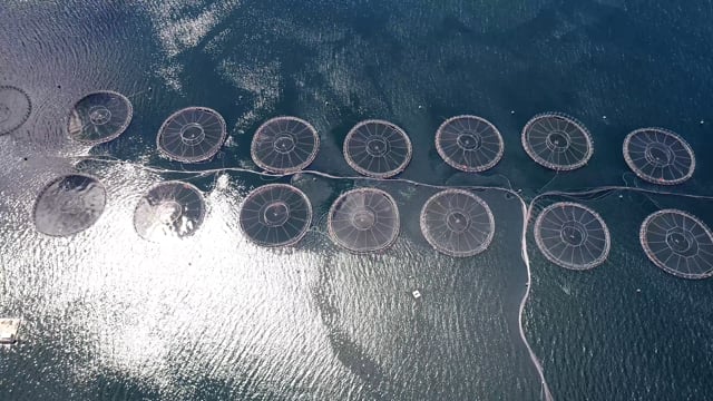 Drone flyover of offshore salmon farm