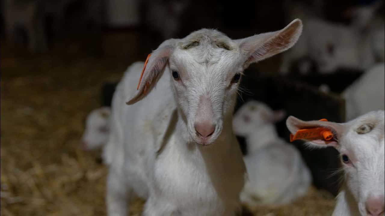 Disbudding of goat kids, VIC 2019