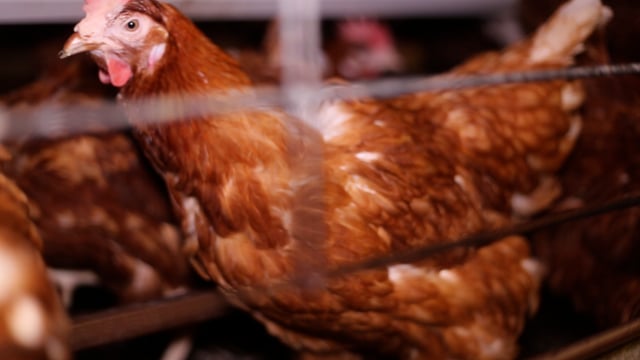 Laying hens in enriched cages