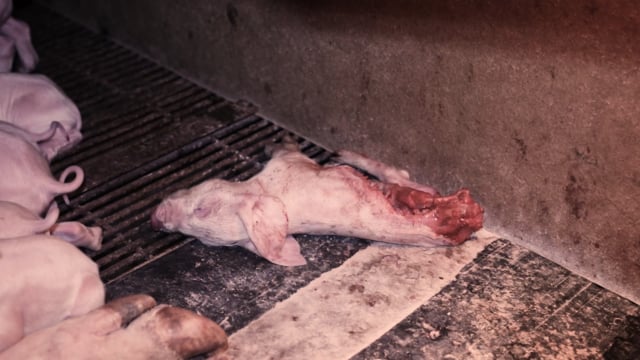 Dead half-eaten piglet in farrowing crate