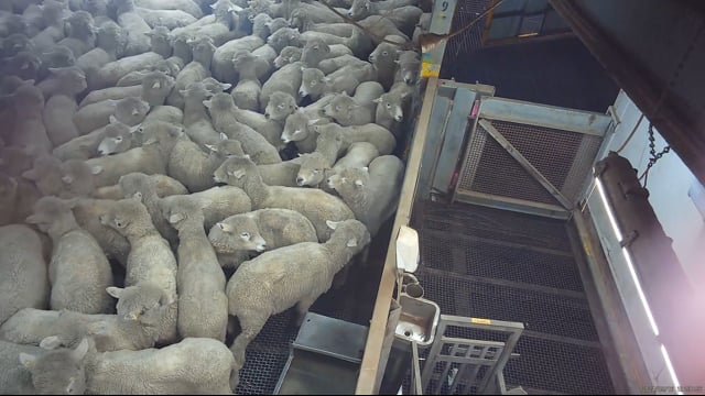 Camera angle - Holding pens (sheep)