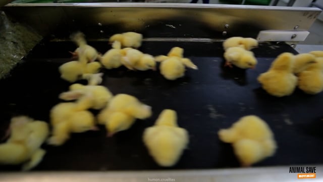 Broiler chicks selection