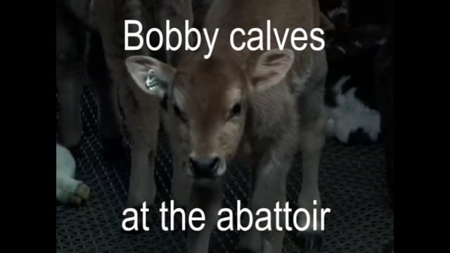 Bobby calf compilation