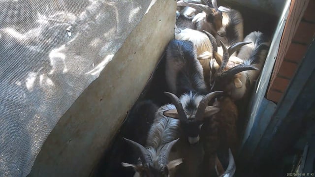 Snowtown Pre-kill Pen (goats)
