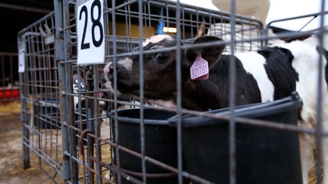 Separated calf at dairy farm