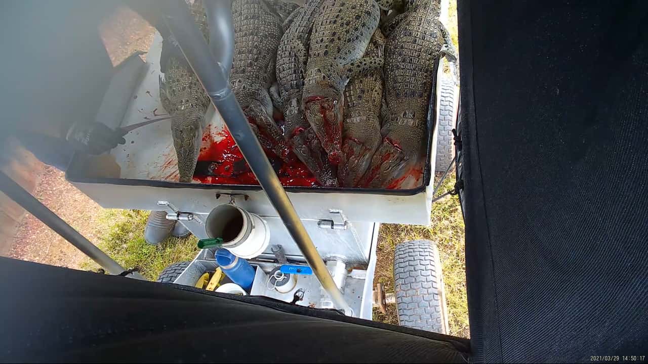 Lagoon croc farm - slaughter 2021