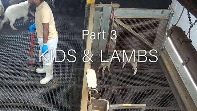 Cedar Meats Part 3 - Baby goats and lambs