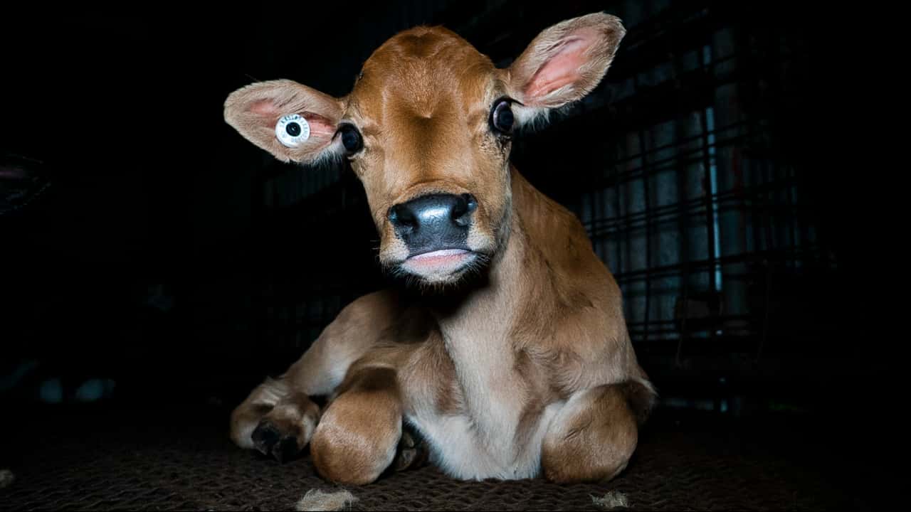 Australian dairy farming