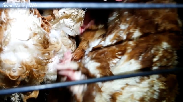 CF Farms Exposé - Egg Farming in WA