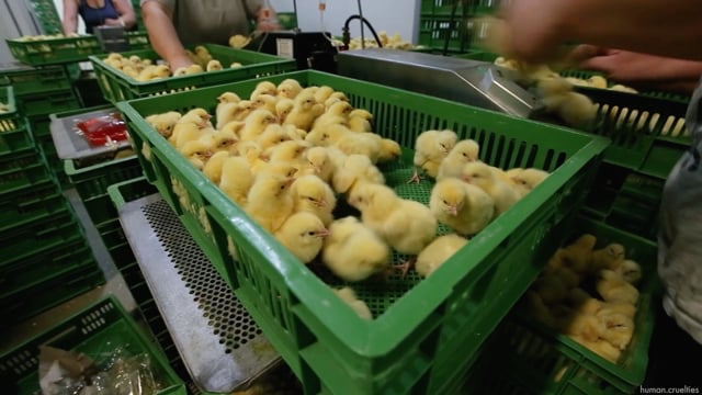 Vaccination of broiler chicks