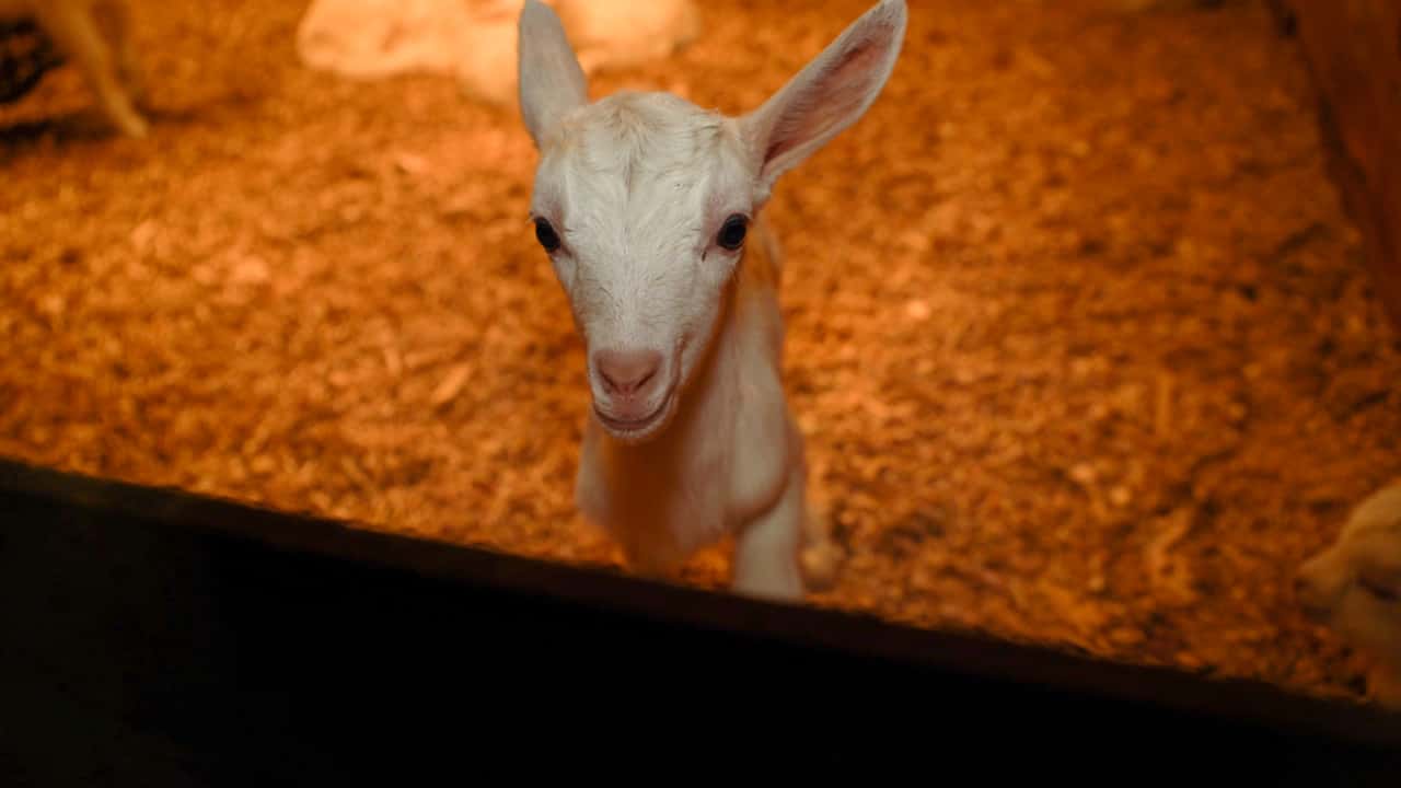 Baby goats killed at Cibus, Trafalgar VIC 2019 (short edit)