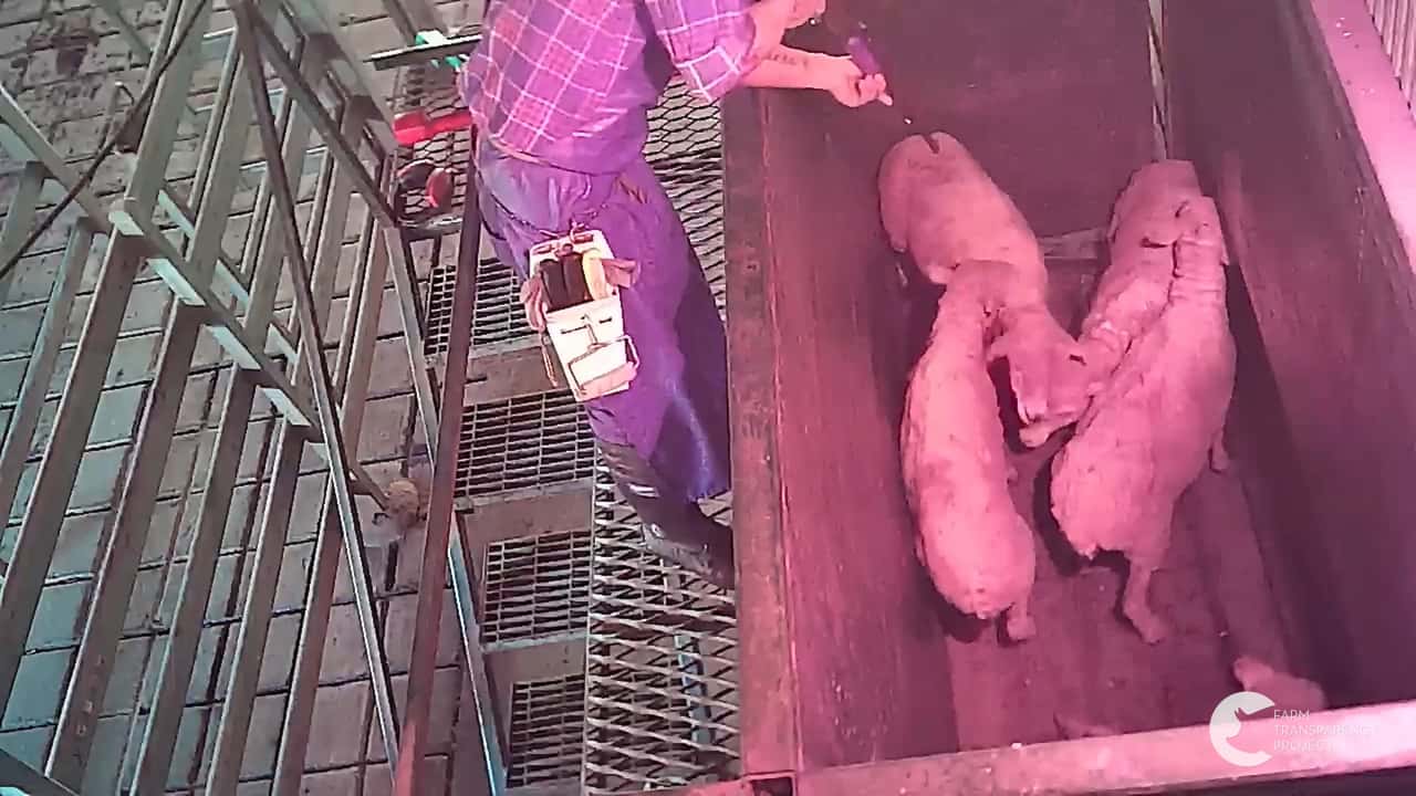 Sheep slaughtered at Kankool Pet Food