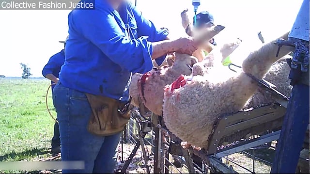 Full: Mulesing in New South Wales, de-identified footage supplied to Collective Fashion Justice