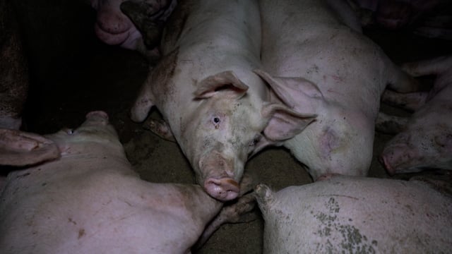 Griffiths Farms Piggery 2025 (raw, longer)