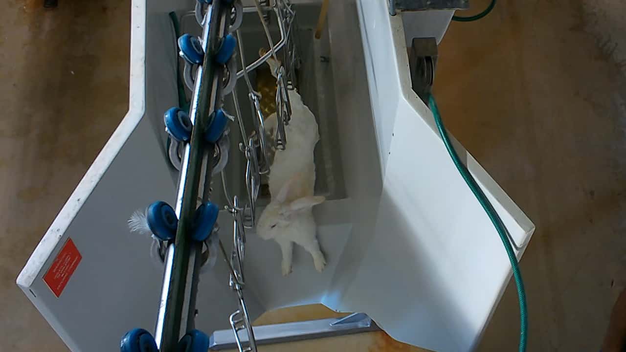 Australian-first Footage of Commercial Rabbit Slaughter
