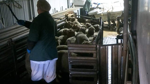 Media Edit: 5 Tasmanian slaughterhouses investigated