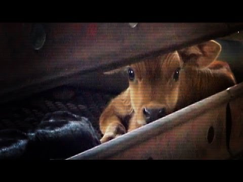 Hidden camera dairy calf investigation