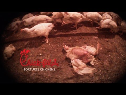 Chick-fil-A Suppliers Caught on Hidden-Camera Torturing Animals