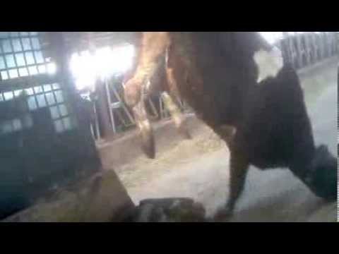 WATCH: Cows Kicked, Stabbed and Dragged at Dairy Factory Farm