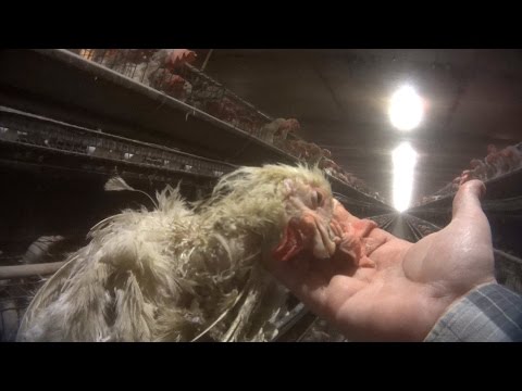 The Video the Rotten Egg Industry Doesn’t Want You to See