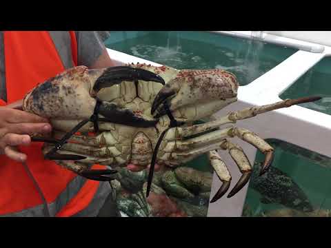 Tasmanian Giant Crab held hostage at Sydney Fish Markets