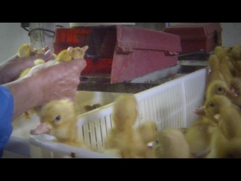 Video secreto revela el espantoso abuso animal en una granja industrial de patos