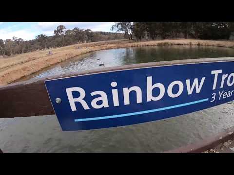 3 year old rainbow trouts feeding in a larger pond at a fish farm NSW 2018