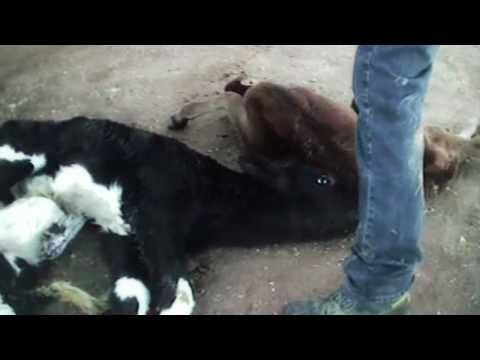 No Mercy - Calf Farm Cruelty Exposed