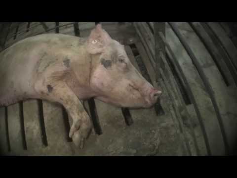 Cruelty at Walmart Pork Supplier Christensen Farms