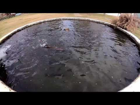 Adult trouts in a fish farm pond - NSW 2018