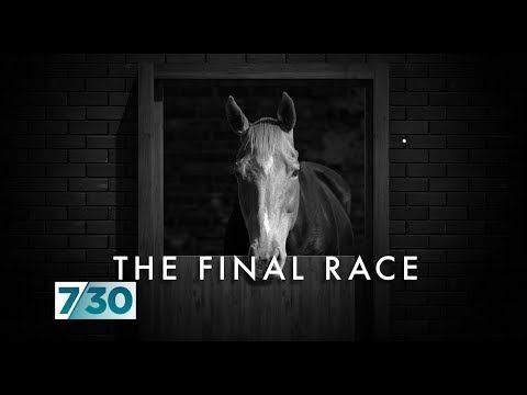 The dark side of Australia's horse racing industry | 7.30