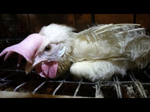 Undercover investigation at New England’s largest egg producer