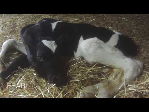Heartbreaking Footage Shows Baby Cows Stolen from Their Mothers