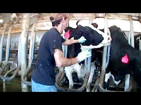 Burger King Cruelty - Video Exposes Horrific Animal Abuse at a Burger King Dairy Supplier