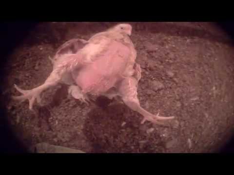 Cámara escondida capta proveedores de Chick-fil-A torturando animales