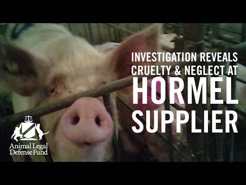 Investigation Reveals Cruelty and Neglect at Hormel Foods’ Pig Supplier