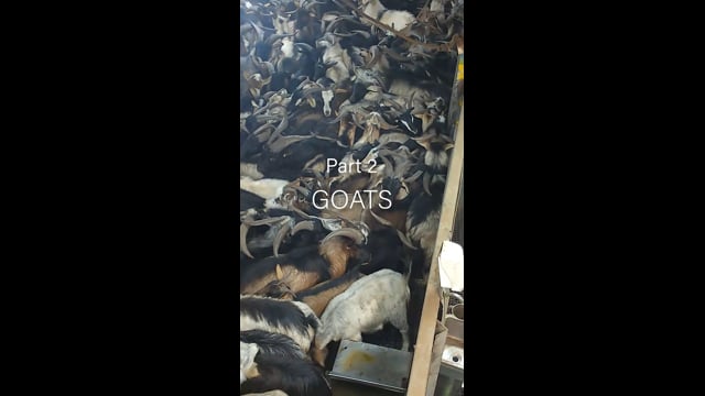 Cedar Meats Part 2 - Goats (Instagram)