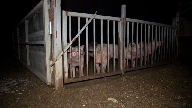 Reedy Lake Grower Piggery 2025 (raw, longer)