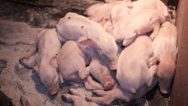 Piglets sleeping in farrowing crate